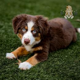 America - Red tri female Miniature Australian Shepherd puppy in San Antonio, Texas from Wigglebutts Unlimited