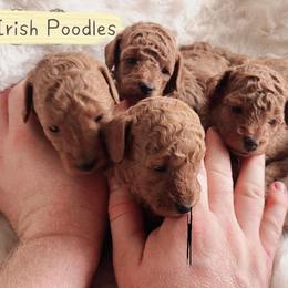 Poodles from Notre Dame Poodles