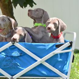 Weimaraner Puppies from Platinum Weimaraners