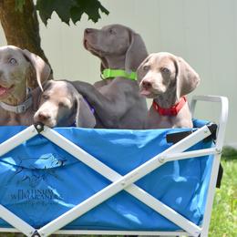 Weimaraner Puppies from Platinum Weimaraners