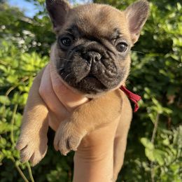Handsome Red Fawn Boy - Fawn and white male French Bulldog puppy in Spanaway, Washington from Beloved Frenchies