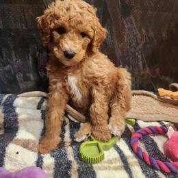 Orange - Apricot female Poodle puppy in South Willard, Utah from Burge Family Poodles
