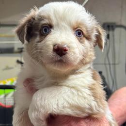 Red merle 3-NBT - Red merle male Australian Shepherd puppy in Archie, Missouri from Beachin' Aussies