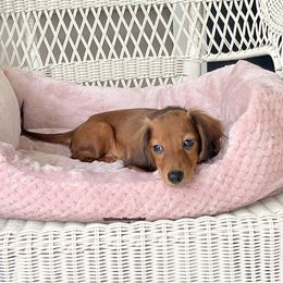 Mindy - Red female Dachshund puppy in Lake City, Florida from My Ditzy Doxies of Florida