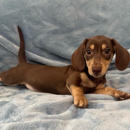 Hot Minute (Rixby) - Chocolate and cream male Dachshund puppy in Memphis, Tennessee from River City Doxies