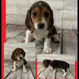 Boy 1 - Black tan and redtick male Beagle puppy in Hollister, California from 831 Beagles