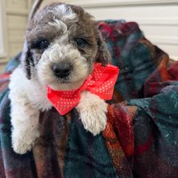 BoJangle - Parti male Goldendoodle puppy in Cherry Tree, Pennsylvania from Plum Creek Acres Next Generation