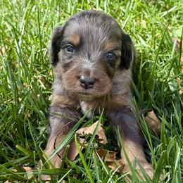 Freddie - Blue merle male Bernedoodle puppy in Springville, Utah from Oodles of Bernedoodles