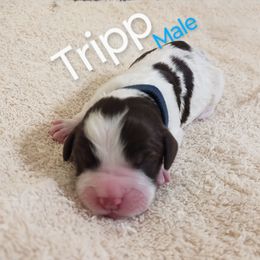 Mr. Tripp - White and liver male English Springer Spaniel puppy in Kingsport, Tennessee from Leandra's English Springer Spaniels