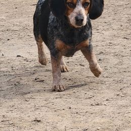 Beagle puppies from Country Acres Farm