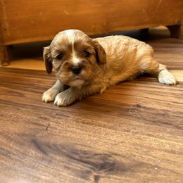 Cavalier King Charles Spaniel and Cavapoo Puppies from Cavaliers of Windsor