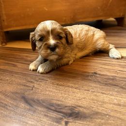 Cavalier King Charles Spaniel and Cavapoo Puppies from Cavaliers of Windsor