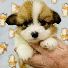 Jinx - Red female Pembroke Welsh Corgi puppy in Manchester, Kentucky from Riverside Corgis
