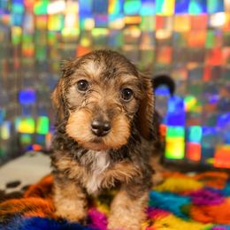 American Corgi, Dachshund, and Pembroke Welsh Corgi Puppies from Shining A Lowriders & Co.
