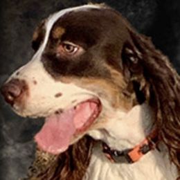 English Springer Spaniels from Superior Springers