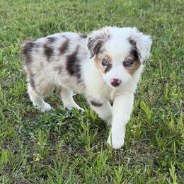 Scout - Red merle female Miniature Australian Shepherd puppy in Baker, Florida from East to Western Aussies