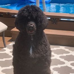 Portuguese Water Dogs from Marquis Portuguese Water Dogs
