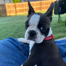 Boston Terrier Puppies from Our Gang Bostons