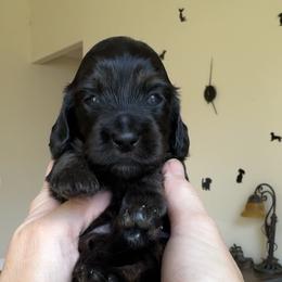 Bueller 3000 - Black and tan male Dachshund puppy in Steele, Alabama from Taylored Dachshunds
