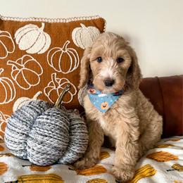 Salem - Red female Bernedoodle puppy in High Point, North Carolina from Kingsfield Doodles