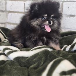 Harry - Black and tan male Pomeranian puppy in Statesboro, Georgia from Briar Creek Kennels