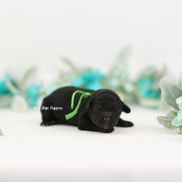Spade (Green Collar Male) - Black male Cavapoo puppy in Republic, Missouri from Red Skye Puppies