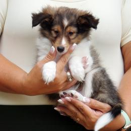 Queso - Mahogany sable boy - Sable and white male Shetland Sheepdog puppy in Frazeysburg, Ohio from Mountain High Kennels