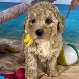 Yellow Collar - female Cavapoochon puppy in Waterford, California from Windy Hill Doodles