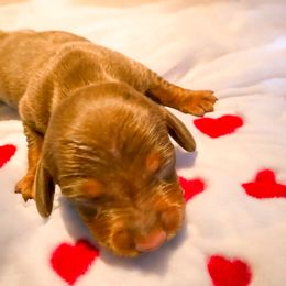 Dachshund Puppies from Mendez’s Dachshunds