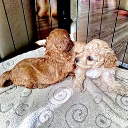 Cavapoo Puppies from Quentin