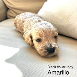 Amarillo - Buff and white male Cockapoo puppy in Spring Valley, Wisconsin from Filipiak Breeders