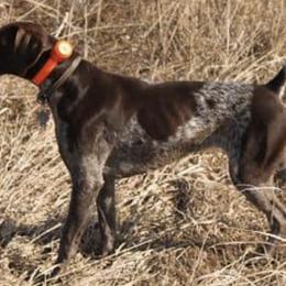 German Shepherds and German Shorthaired Pointers from High Flyers Kennel