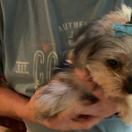 Bulldogs and Yorkshire Terriers from Rollin 7 Farm