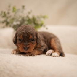 Sapphire - Merle female Bernedoodle puppy in Washington from Doodle Love