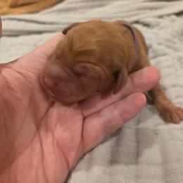 Purple - Red male Labradoodle puppy in Commerce City, Colorado from Playful Paws Labradoodles