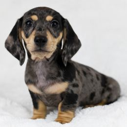 Boy 1 - male Dachshund puppy in Fredonia, Arizona from Kaibab Dachshunds