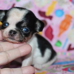 Boy 5 - male Chihuahua puppy in Cache, Oklahoma from Charming Lil Chihuahuas