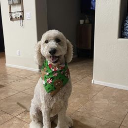 Daisy - Goldendoodle