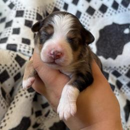 Figgy Pudding - Blue merle male Toy Australian Shepherd puppy in Quincy, Michigan from Ivy Meadows and Friends