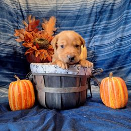 Max - Yellow male Labrador Retriever puppy in Bemidji, Minnesota from Northern Star Elite Quality Labrador Retrievers