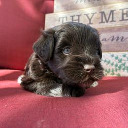 Sage - Liver male Miniature Schnauzer puppy in Hemet, California from Journee Home Mini Schnauzers