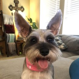 Lucy - Miniature Schnauzer