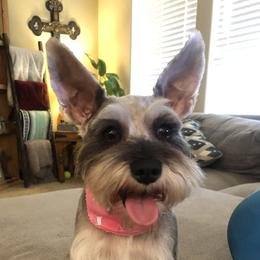 Lucy - Miniature Schnauzer