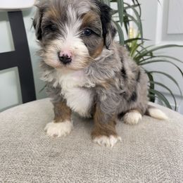 Alfie - Tri-color male Bernedoodle puppy in Holtwood, Pennsylvania from Country Ridge Puppies