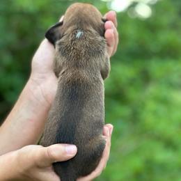 Male 6 - Mahogany and white male Basset Hound puppy in Lindley, New York from Hill Top Basset Hounds & Cane Corso