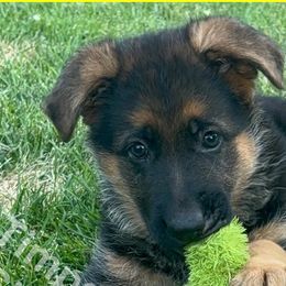 Keke (Girl 3) - Black and red German Shepherd puppy in Orem, Utah from Timpanogos Shepherds