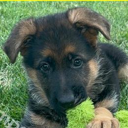 Keke (Girl 3) - Black and red German Shepherd puppy in Orem, Utah from Timpanogos Shepherds