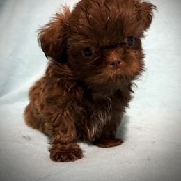 Champ - Shih Tzu puppy from Bows and Bot Ties