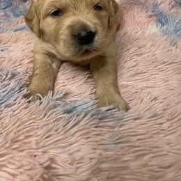 Golden Retriever Puppies from Goldens of Hope