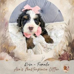 Rosa - Black and white female Bernedoodle puppy in Norcross, Georgia from Teddy Puppies